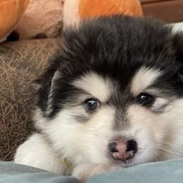 Scout - Black and white male Pomsky puppy in Diamond Lake, Washington from Husky Haven WA