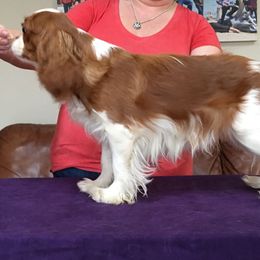 Cavalier King Charles Spaniel and Xoloitzcuintli Puppies from Kingslee Cavaliers