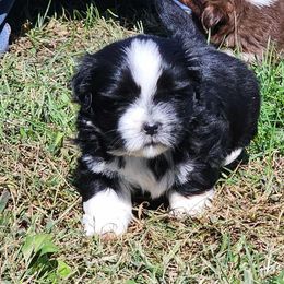 Black male 1 - Black and white male Shih Tzu puppy in Newark, Ohio from Gemini Kennels