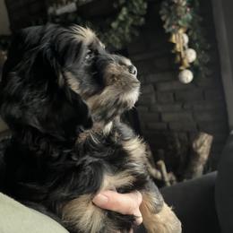 Bernedoodle and Cockapoo Puppies from Pine Haven Doodles