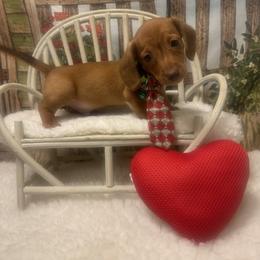 RUMBO - Red male Dachshund puppy in Polo, Missouri from Blue Tails Farm