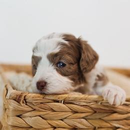 Cupid - Parti male Goldendoodle puppy in Pleasant Grove, Utah from Canterbury Canines