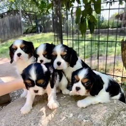 Cavalier King Charles Spaniel Puppies from Gold Country Cavaliers