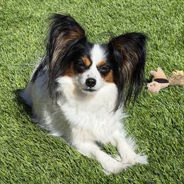 AKC Adult - White black and tan female Papillon puppy in Las Vegas, Nevada from Desertpaws Papillons