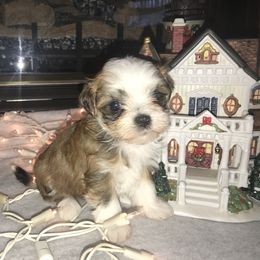 Havanese Puppies from Selah Havanese