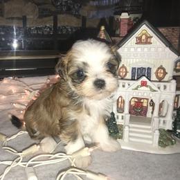 Havanese Puppies from Selah Havanese