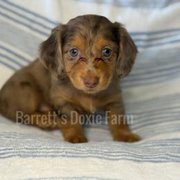 Happy AKC - Dapple female Dachshund puppy in Oklahoma City, Oklahoma from Barrett’s Doxie Farm