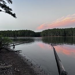 Girl 2 - Apricot female Goldendoodle puppy in Graham, North Carolina from Geise Meadow Doodles