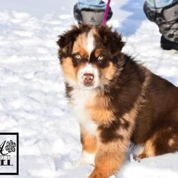 Asuma - Red merle male Miniature Australian Shepherd puppy in Akeley, Minnesota from Rustic Original Aussies