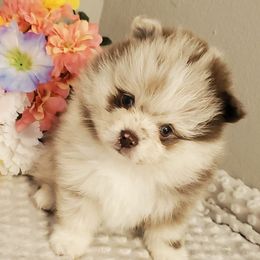 Pomeranians from Coley's Precious Poms