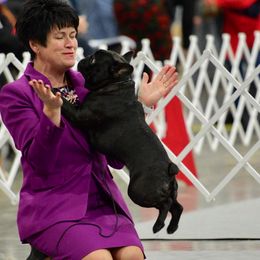 French Bulldogs from Windswept French Bulldogs