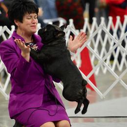 French Bulldogs from Windswept French Bulldogs