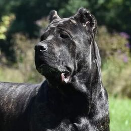 Maybel - Cane Corso