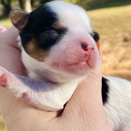 Biewer Terrier Puppies from Petit Bijou