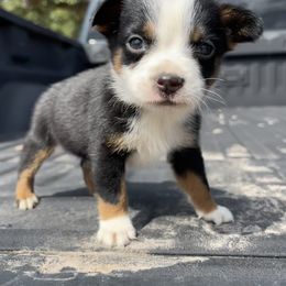 Australian Cattle Dog, Australian Shepherd, Companion Cross, and Miniature Australian Shepherd Puppies from MK Aussies