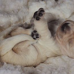 Golden Retrievers from Gentry’s Pride Golden Retrievers