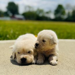 Boy 4 - Light golden male Golden Retriever puppy in Piqua, Ohio from Golden’s of Remington Fields