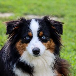 Coco - Toy Australian Shepherd
