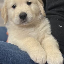 Golden Retriever Puppies from Journeyman Goldens