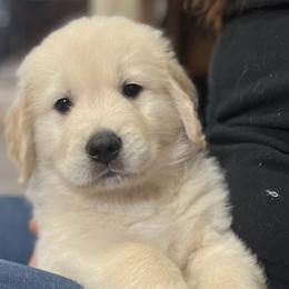 Golden Retriever Puppies from Journeyman Goldens