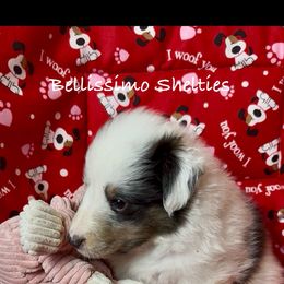 Rainier - Blue merle white and tan male Shetland Sheepdog puppy in Idaho from Bellissimo Shelties