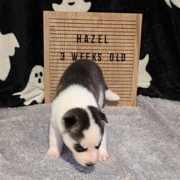 Hazel - Black and white female Siberian Husky puppy in Brunswick, Ohio from Blue Star Siberians