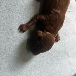 Boy 4 - Liver male German Shorthaired Pointer puppy in Norris City, Illinois from County Line Pointers