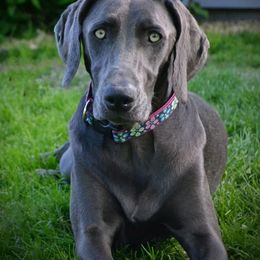 Long Haired Weimaraner and Weimaraner All Grown Up from Wiregrassweimaranerstoo