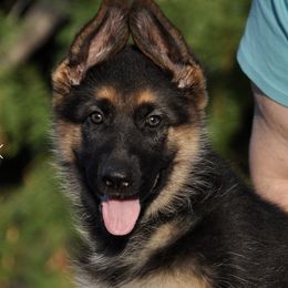 German Shepherds and Miniature Bull Terriers from Romp N' Run Ranch