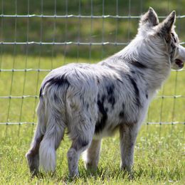 American Corgi, Border Collie, and Pembroke Welsh Corgi Puppies from Cowtown Corgis & Border Collies
