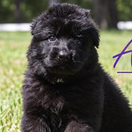 Aztec - Black female German Shepherd puppy in Canton, Texas from WILDWOOD GERMAN SHEPHERDS