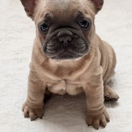 Blue Fawn - Blue fawn French Bulldog puppy in Greensboro, North Carolina from Loyal Littles French Bulldogs