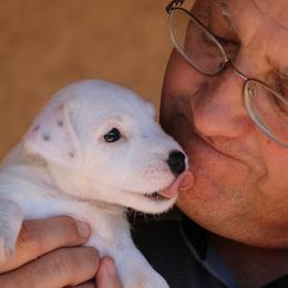 Jack Russell Terrier Puppies from Shavano Creek LLC