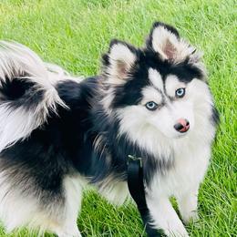 Rip - Pomsky