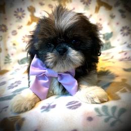CUPCAKE - Red and white female Shih Tzu puppy in Kamilche, Washington from Serendipity Shih tzu