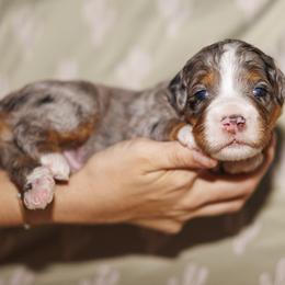 Reef - Merle male Bernedoodle puppy in Gilbert, Arizona from Safe Havynn Doodles