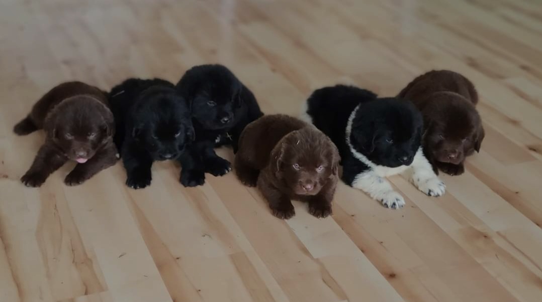 Newfoundland Puppies from Country Road Newfoundlands
