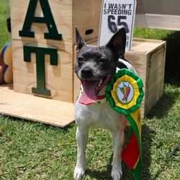 Riot - Rat Terrier