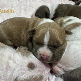 Austin - Blue fawn male American Staffordshire Terrier puppy in Marietta, Georgia from Ambition Amstaffs