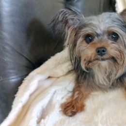 Sally - Yorkshire Terrier