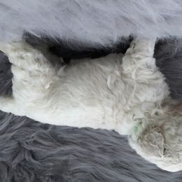 German Shepherd and Poodle Puppies from United Broughton Kennel