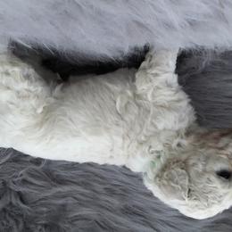 German Shepherd and Poodle Puppies from United Broughton Kennel