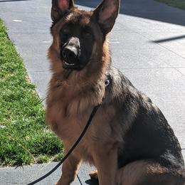German Shepherds from Golly-G German Shepherds