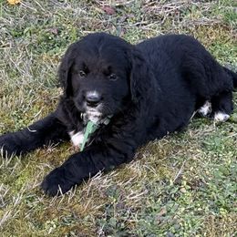 Male Green - male Golden Mountain Dog puppy in Tacoma, Washington from Canyon Meadows Farm