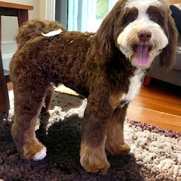 Murphy - Bernedoodle