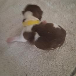 Girl 2 - Gold and white female Shih Tzu puppy in Lake Worth, Florida from Shih Tzu Cottage
