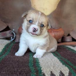 Mary Ingalls Kendall - Red merle and white female American Corgi puppy in Paden, Oklahoma from Sunray Ranch