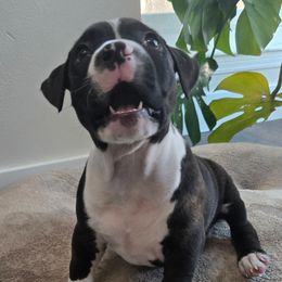 Gryphon - Seal brown male American Pit Bull Terrier puppy in Aurora, Colorado from BlueRose Kennel