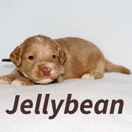 Boy 5 - male Australian Labradoodle puppy in Austin, Texas from AussieTex Labradoodles