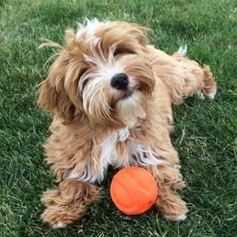 Havanese from Amor Havanese